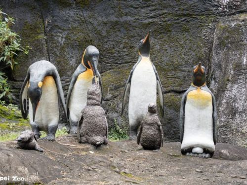 母親節到動物園「曬親愛」！尋找動物親子雕塑，感受自然界最溫柔的守護